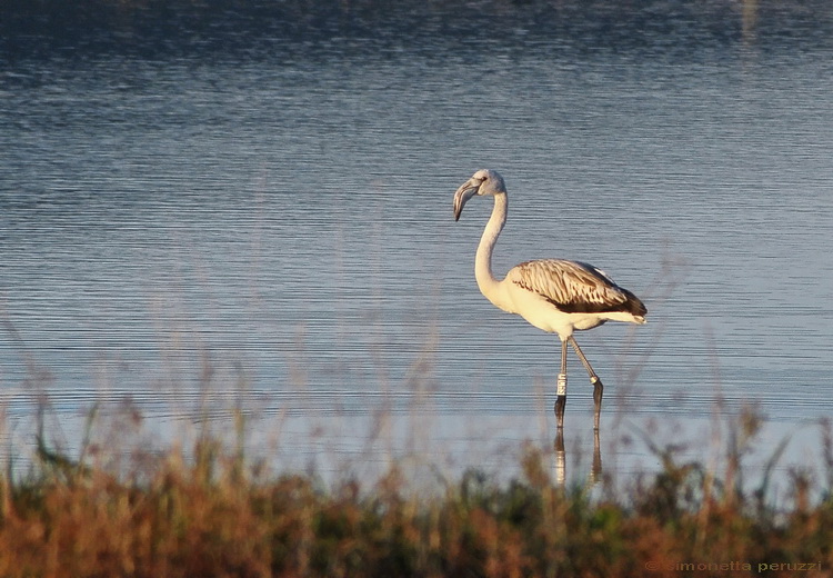 Fenicottero giovane - Phoenicopterus roseus